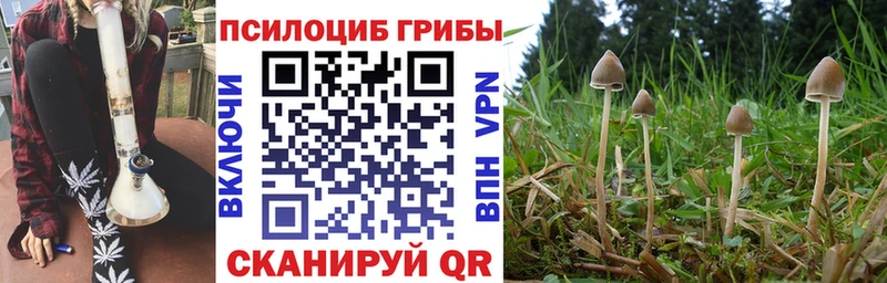Галлюциногенные грибы Psilocybe  darknet какой сайт  Алексин 